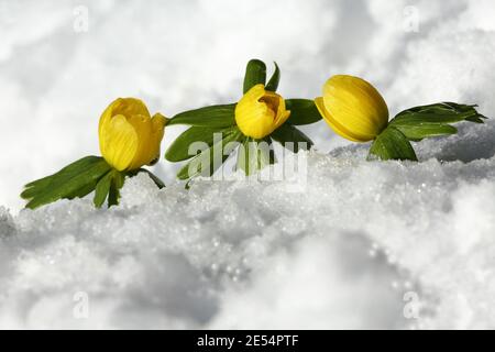 Les aconites d'hiver (Eranthis hyemalis) dans un jardin couvert de neige, Eastcombe, Gloucestershire, Angleterre, Royaume-Uni Banque D'Images