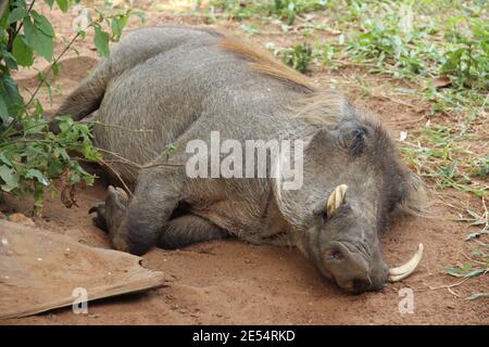 Un warthog dort dans la terre des chutes de Murchison Parc national en Ouganda Banque D'Images