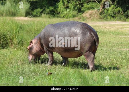 Un hippopotame mange de l'herbe sur les rives du Nil Rivière dans le parc national de Murchison Falls en Ouganda Banque D'Images