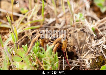 Foyer sélectif d'une araignée de loup (Lycosa fasciiventris). Tarantula européenne. Banque D'Images