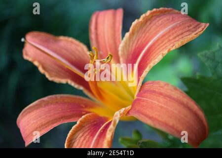 Orange Daylily avec de longues étamines, Hemerocallis Fulva, Daylily dans le jardin, tête de fleur macro, beauté dans la nature, photo florale, macro photographie Banque D'Images