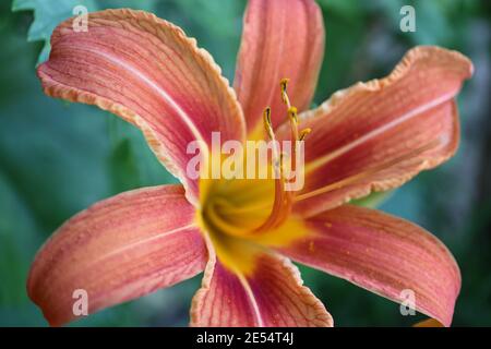 Orange Daylily avec de longues étamines, Hemerocallis Fulva, Daylily dans le jardin, tête de fleur macro, beauté dans la nature, photo florale, macro photographie Banque D'Images