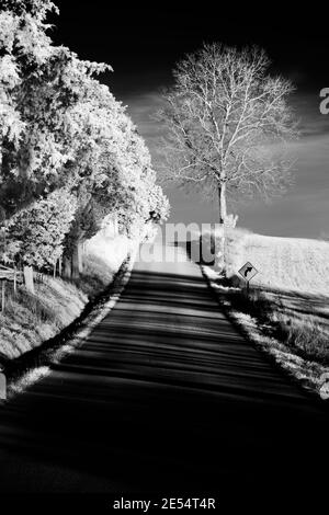 Une certaine ligne de cèdre rouge de l'est le côté d'une route de comté allant en haut d'une colline dans cette image infrarouge noir et blanc prise dans le comté de Jackson, Indiana. Banque D'Images