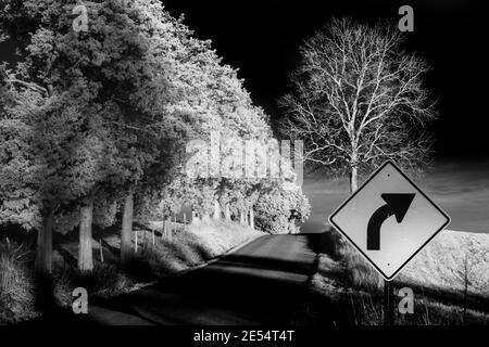 Une certaine ligne de cèdre rouge de l'est le côté d'une route de comté allant en haut d'une colline dans cette image infrarouge noir et blanc prise dans le comté de Jackson, Indiana. Banque D'Images