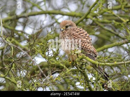 Kestrel femelle reposant dans un arbre Banque D'Images