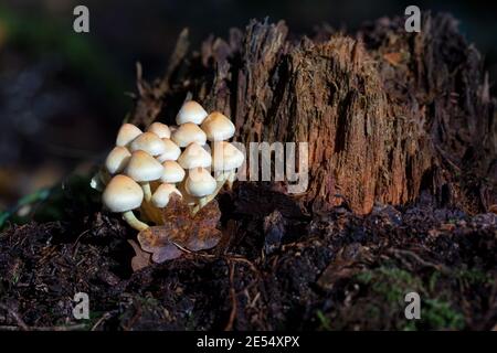 Crosse de champignons sauvages / champignons lumineux poussant contre une souche d'arbre mort dans les bois, Clanger Woods, Wiltshire, Angleterre, Royaume-Uni Banque D'Images