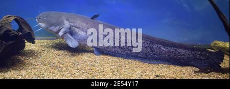 Poisson-prédateur d'eau douce cosmopolitaine dangereux poisson-chat de la Manche, Ictalurus punctatus, repose sur le fond de sable dans l'aquarium biotope, ferme aquacole populaire Banque D'Images