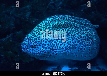 Le gymnothorax miliaris, le moray doré ou moray conger, est une espèce de poisson marin de la famille des Muraenidae. Les anguilles de Moray, ou Muraenidae, sont une famille Banque D'Images