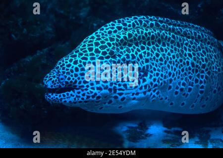 Le gymnothorax miliaris, le moray doré ou moray conger, est une espèce de poisson marin de la famille des Muraenidae. Les anguilles de Moray, ou Muraenidae, sont une famille Banque D'Images