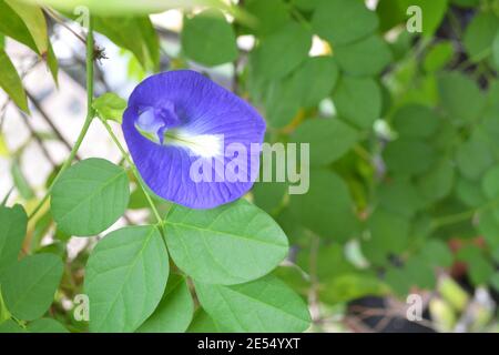 Clitoria Ternatea, communément appelée fleurs de pois papillons et ailes de cochon asiatiques, est UNE espèce végétale appartenant à la famille des Fabaceae Banque D'Images