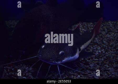 Poisson-prédateur d'eau douce cosmopolitaine dangereux poisson-chat de la Manche, Ictalurus punctatus, repose sur le fond de sable dans l'aquarium biotope, ferme aquacole populaire Banque D'Images