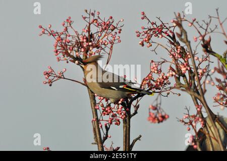 Bombycilla garrulus de Waxwing se nourrissant des baies d'un arbre de rowan dans un domaine de logement dans le Somerset. Un visiteur d'hiver. ROYAUME-UNI Banque D'Images