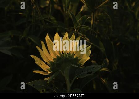 Tournesol à Dawn au Brésil Banque D'Images