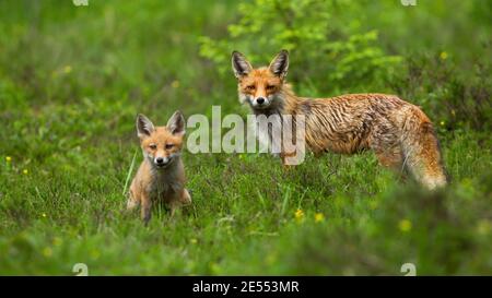 renard roux cub assis sur un pré vert avec un adulte debout au printemps Banque D'Images