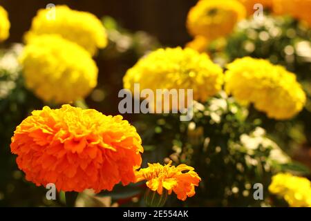 Fleur de Marigold dans le jardin de la maison Banque D'Images