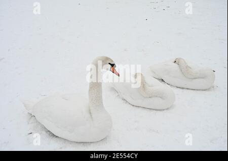 De magnifiques cygnes couchés sur la neige près de la rivière Daugava gelée. Hiver nature en Lettonie. Banque D'Images