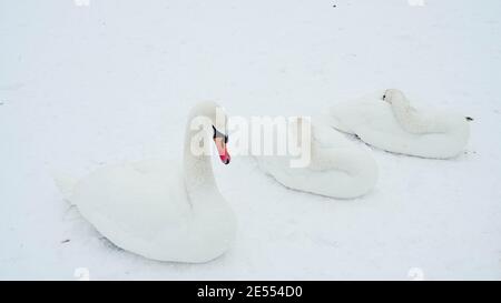 De magnifiques cygnes couchés sur la neige près de la rivière Daugava gelée. Hiver nature en Lettonie. Banque D'Images