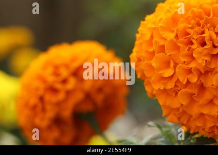 Fleur de Marigold dans le jardin de la maison Banque D'Images