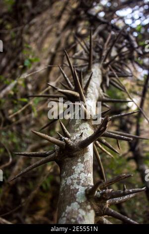 Vue sur le bord d'un grimpeur Hluhluwe, Dalbergia Armata, mieux connu sous le nom de corde épineuse, dans la forêt riveraine de la rivière Kadishi, Blydepoort, Sou Banque D'Images