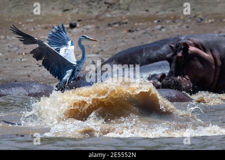 Un héron combat avec un hippopotame au parc national de Saadani. Le parc national de Saadani est le 13ème parc national de Tanzanie. Elle a une superficie de 1062 km2 et a été officiellement publiée en 2005, à partir d'une réserve de gibier qui existait depuis 1969. C'est le seul sanctuaire de la vie sauvage en Tanzanie qui borde la mer. Banque D'Images