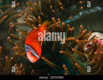 Un poisson clown rouge dans son actinia Banque D'Images