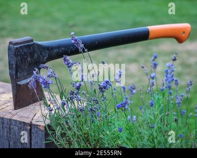 Hache avec poignée orange coincée dans une bûche de bois. Lavande et herbe verte sur fond. Banque D'Images