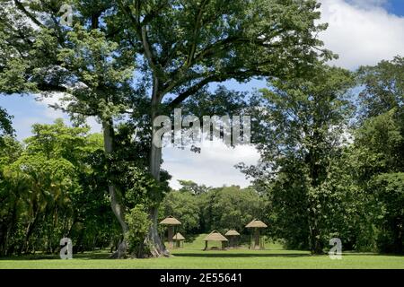 Quirigua, Guatemala, Amérique centrale: Stelas maya antique avec un énorme arbre. Quirigua est un ancien site archéologique maya dans le département d'Izabal. Banque D'Images