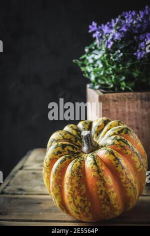 Citrouille orange décorative et fleur pourpre en pot sur fond noir. Banque D'Images