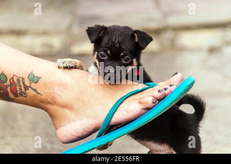 Chiot noir mâle regardant la lentille tout en allongé son paw au pied d'une jeune femme latine Banque D'Images