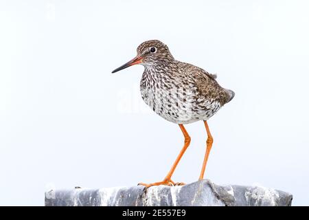 La petite espèce, (Tringa totanus), adulte unique dans le plumage reproductrice, debout sur le mur, Lelystad, pays-Bas, 30 mai 2010 Banque D'Images