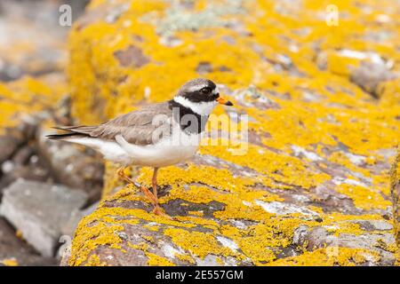 Pluvier à anneaux, Charadrius hiaticula, adulte unique debout au sol parmi les roches couvertes de lichen, Royaume-Uni, 7 juin 2008 Banque D'Images