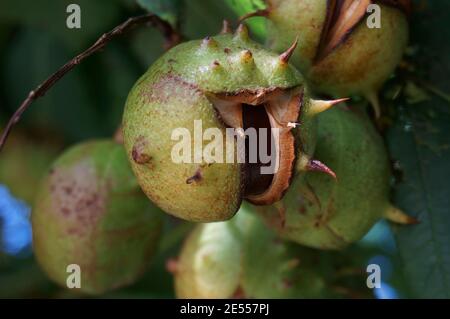 Gros plan de la graine du châtaignier de cheval. Les autres noms de cet arbre sont: Aesculus hippocastanum, buckeye, conker, châtaigne espagnole Banque D'Images