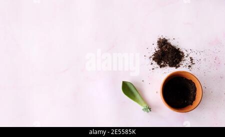 Vue de dessus d'un succulent congé avec de jeunes pousses qui poussent, un pot en terre cuite et un peu de terre. Sur fond rose, avec un espace de copie sur la gauche. Banque D'Images