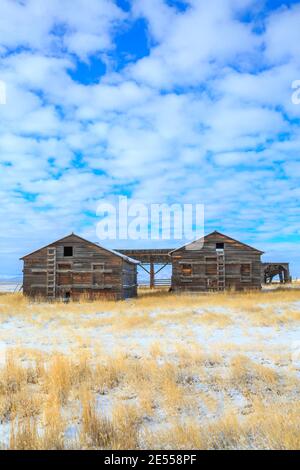 de vieilles granges dans un champ en hiver près de townsend, montana Banque D'Images