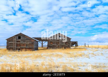 de vieilles granges dans un champ en hiver près de townsend, montana Banque D'Images