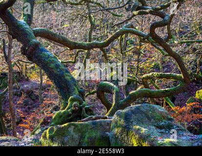 Arbres poussant en hiver dans Padley gorge un chêne ancien Bois de bouleau près de Grindleford dans le parc national de Peak District Derbyshire Angleterre Royaume-Uni Banque D'Images