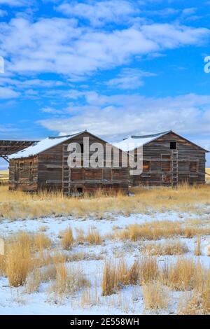 de vieilles granges dans un champ en hiver près de townsend, montana Banque D'Images