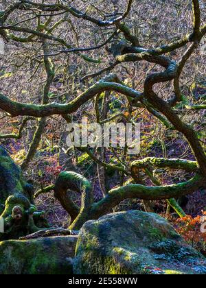 Arbres poussant en hiver dans Padley gorge un chêne ancien Bois de bouleau près de Grindleford dans le parc national de Peak District Derbyshire Angleterre Royaume-Uni Banque D'Images