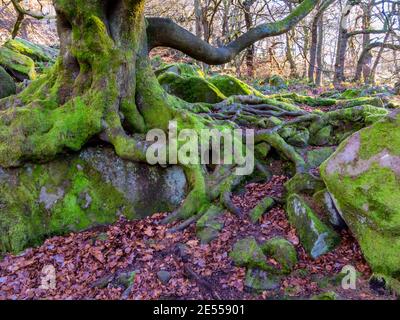 Arbres poussant en hiver dans Padley gorge un chêne ancien Bois de bouleau près de Grindleford dans le parc national de Peak District Derbyshire Angleterre Royaume-Uni Banque D'Images