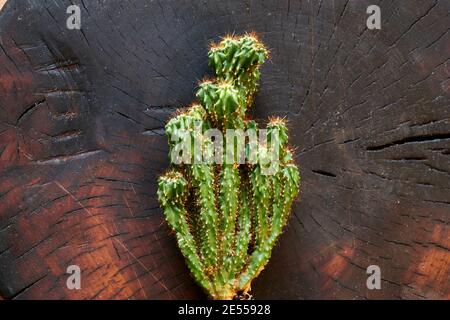 un cactus sur le fond d'un arbre de coupe sombre Banque D'Images