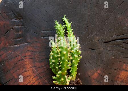 un cactus sur le fond d'un arbre de coupe sombre Banque D'Images