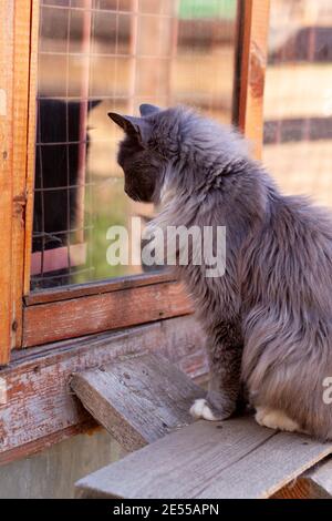 Photo verticale d'un chat fumé à la fourrure qui regarde son reflet dans la fenêtre en verre du hangar extérieur la chambre Banque D'Images