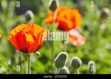 Macro photo nature fleurs fleurs de pavot. La texture de fond de fleurs coquelicots rouges. Une image d'un champ de coquelicots rouges. Banque D'Images