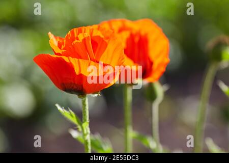 Macro photo nature fleurs fleurs de pavot. La texture de fond de fleurs coquelicots rouges. Une image d'un champ de coquelicots rouges. Banque D'Images