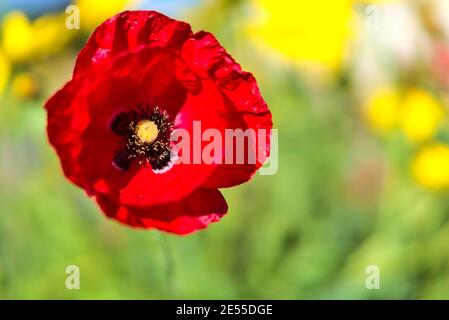 Superbe vue macro automnale très lumineuse sur la culture d'une seule fleur de pavot à Marlay Park, Dublin, Irlande. Couleurs rouge et vert. Copier l'espace Banque D'Images