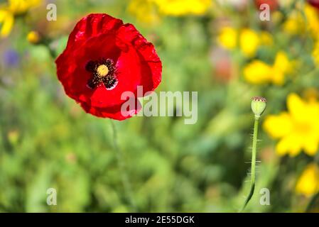 Belle vue macro automnale très lumineuse d'une seule fleur de pavot poussant à Marlay Park, Dublin, Irlande. Couleurs rouge et vert. Doux et sélectif Banque D'Images