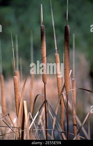 Typha latifolia gros plan (scanné à partir de Fujichrome provia) Banque D'Images
