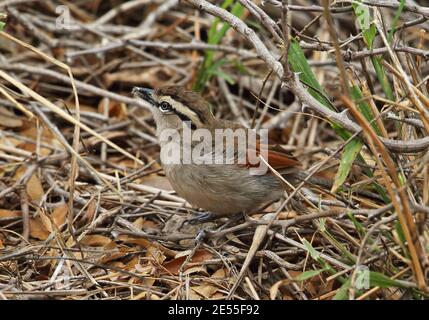 Tchagra à couronne brune (Tchagra australis australis australis) adulte de recherche sur le sol Kruger NP, Afrique du Sud Novembre Banque D'Images