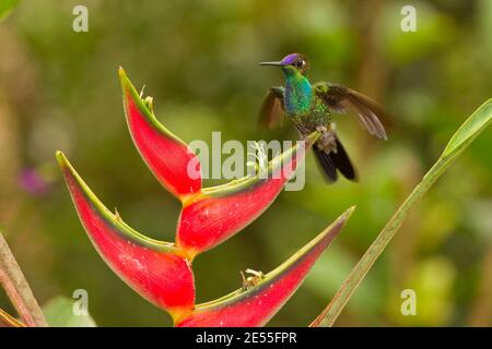 Heliodoxa leadbeateri, homme brillant à la façade violette, se nourrissant à la fleur d'Heliconia. Banque D'Images