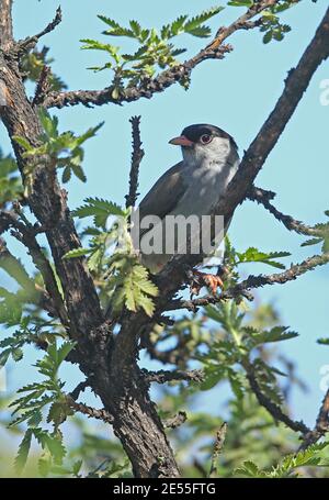 Bush Blackcap (Lioptilus nigricapillus) adulte perché dans le Bush Wakkerstroom, Afrique du Sud Novembre Banque D'Images